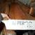 FLOOR PERGO Leftover 6 Full Planks Plus More Plank Piece Red Oak Floor 11 thumbnail