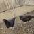 Chickens 1 thumbnail