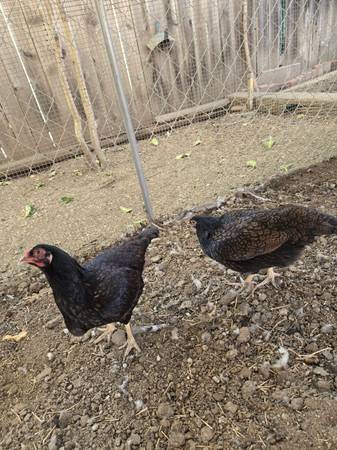 Chickens 1