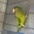 Halfmoon Conure 1 thumbnail