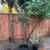 Big size Organic Cherry Plum tree 3 thumbnail
