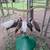 Peacocks 2 thumbnail