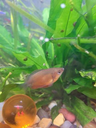 Rehoming rare red honey gourami (Albany)