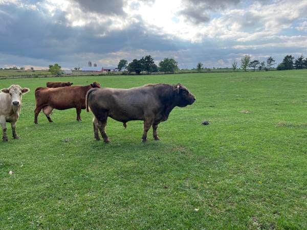 Beef bull 1