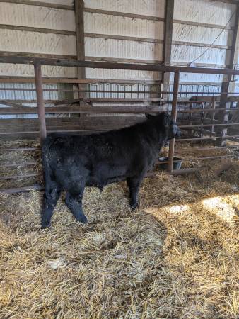 Feeder calf 1