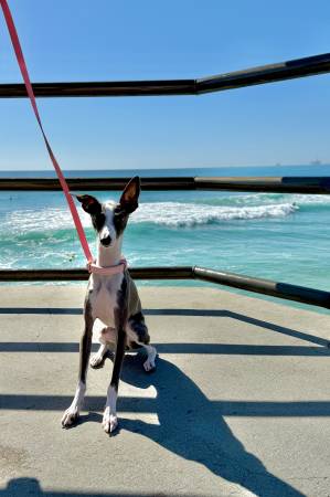 🚨 LOST DOG — ITALIAN GREYHOUND “GEMMA” (ORANGE, CA) 🚨 1