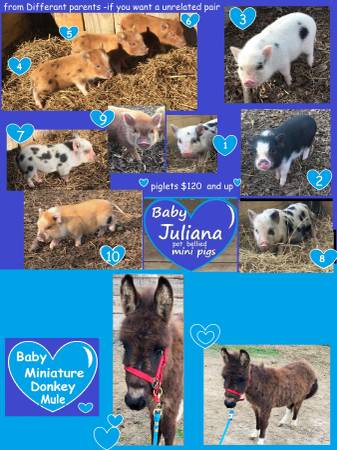 mini pig n mini donkey 1