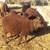 Shetland sheep ram lambs 1 thumbnail