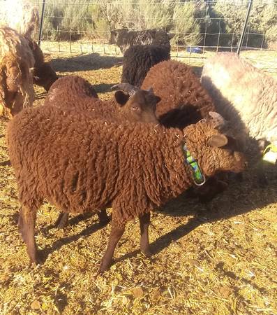 Shetland sheep ram lambs 1