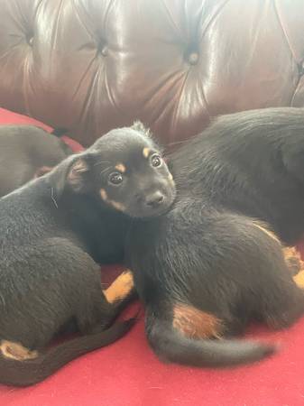 Cachorros mezcla Chiweenie (Columbia)64004517866114123
