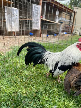 Aztecas,kikrikis,mini fenix chickens 1