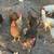 chickens 4 thumbnail