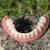Dentures/ false teeth 4 thumbnail