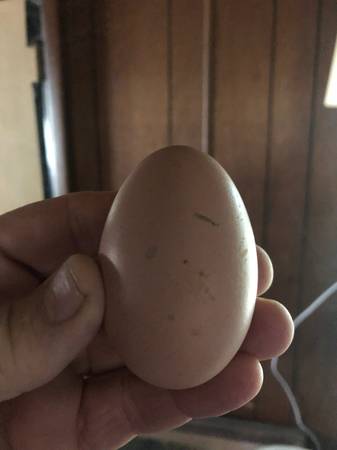 Egg laying Hens 1
