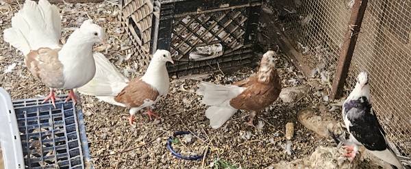 Palomas pintas de avanico
 1