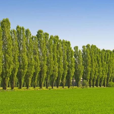 Windbreak & Deer Plot Trees and Bushes (Wholesale) 1