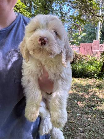 Sheepadoodles Pups (Asheville)64145663713027121