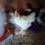 Chicks 1 thumbnail