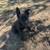 German shepherd puppy 2 thumbnail