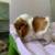 Super cute baby Abyssinian guinea pigs! 3 thumbnail