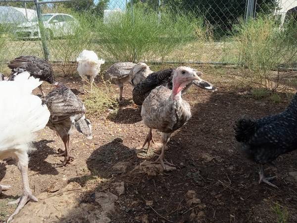 Young Turkeys 1