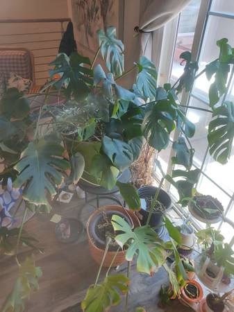 Massive Monstera plant - $50 (Long Beach)63471429041409122