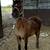 6 yr old Gelding Pony 1 thumbnail