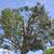 cut pro tree service 3 thumbnail