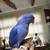 Indian ring neck 4 thumbnail