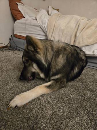 One year old dire wolf (American alsation) (Seatac)63891700373890123