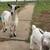 Nigerian dwarf goat 2 thumbnail
