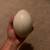 RARE Empty Rhea Egg for Home Decor 🥚🪶 2 thumbnail