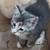 Kittens 1 thumbnail