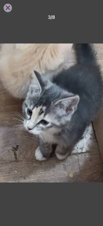 Kittens 1