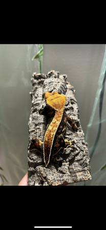 Múltiples geckos crestados63656829472129123