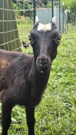 Goats (Traphill)63953271081986123