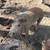 Sow Pig 7 thumbnail