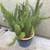 Healthy asparagus in a blue glazed pot 2 thumbnail
