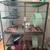 2 Male Chinchillas with Large Cage – Rehoming Fee 400 (OBO) 1 thumbnail