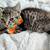 Cute Kitten 3 thumbnail