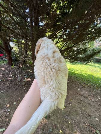 Sheepadoodles Pups (Asheville)64145663713027123