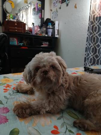 Female  shih-tzu (Duenweg)63654750162435120