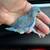 Baby parrotlet 2 thumbnail