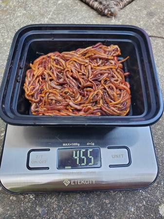 Healthy Red Wigglers, composting warms 1