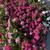 Tersita’s plants 1 thumbnail