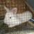Baby Bunnies Available!!! 1 thumbnail