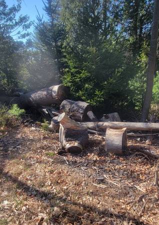 FREE WOOD- You cut and haul 1