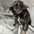 Mini Schnauzer Puppies 1 thumbnail