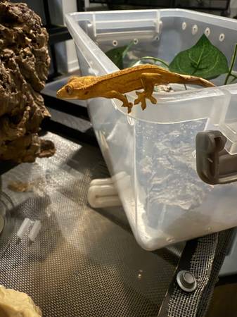 Crested Geckos 1