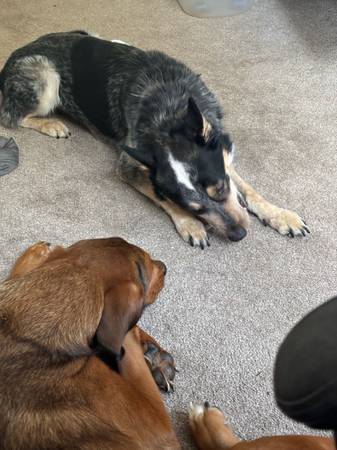 Australian Cattle Dog / Blue Heeler rehome (San Jose)63890025362947122